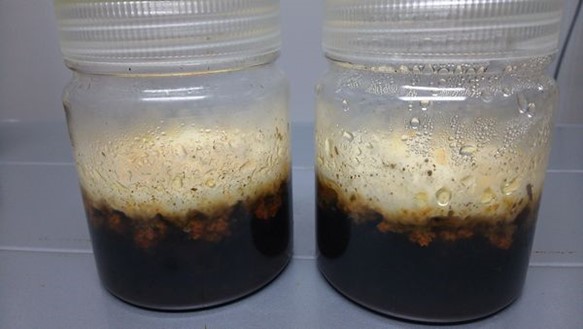 液体培養中の冬虫夏